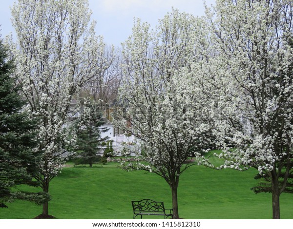 Decorative Pear Trees Showing Off Their Stock Photo Edit Now 1415812310