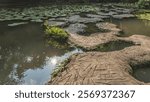 A decorative pedestrian walkway made of fancy concrete sections runs through a pond with water lilies. Reflection on the water. China.  Stone Forest in Water. Heavenly Star Bridge Tianxing Qiao. 