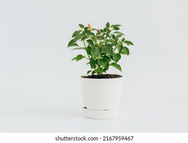 Decorative Peppers Grown In A Flower Pot On A White Background. Small Chili Peppers In A Pot. Vegetable Garden At Home. Copy Space.