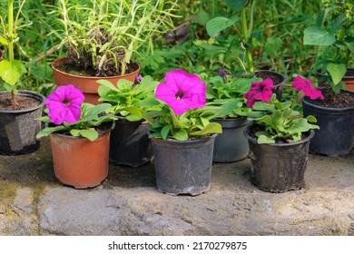 Decorative Petunia and other plants are for sale. Blooming flowers in local market for decorating the local area. Garden shop with flowers. 