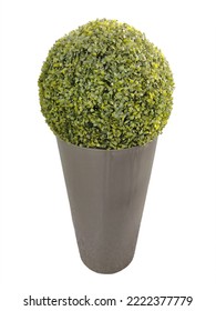 A Decorative Plant Of A Round Shape With Many Leaves In A Large Flower Pot On A White Background