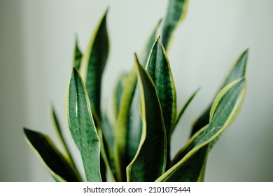 Decorative Plant Sansevieria Trifasciata Close-up In The Interior,snake Plant,leaves. Concept For Postcards.