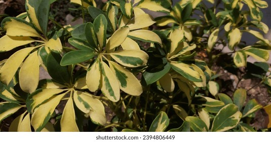 A decorative plant, Umbrella tree(Scheefflera Arboricola) with varigated colors(yellow and green)