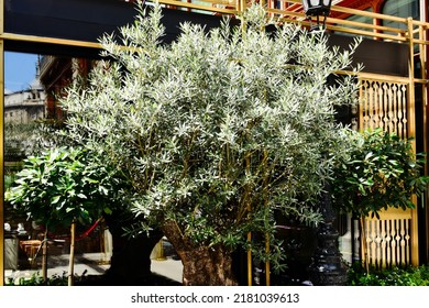 Decorative Planted Evergreen Olive Bush Closeup By Street Terrace. Restaurant Patio In The Background. Urban Street. European Architecture. Travel And Tourism Concept. Lush Green Leaves. Textured Bark