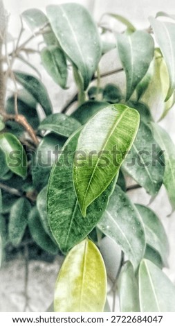 Decorative plants and  beatiful tree