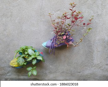 Decorative Plants Planted In Old Basketball Shoes