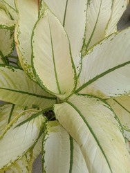 Decorative Plants. Super White Aglonema As The Name Implies, This Type Of Aglonema Has A Beautiful White Leaf Color. The Shape Of The Leaves Is Wide And Elongated Which Displays Fine Green Veins.