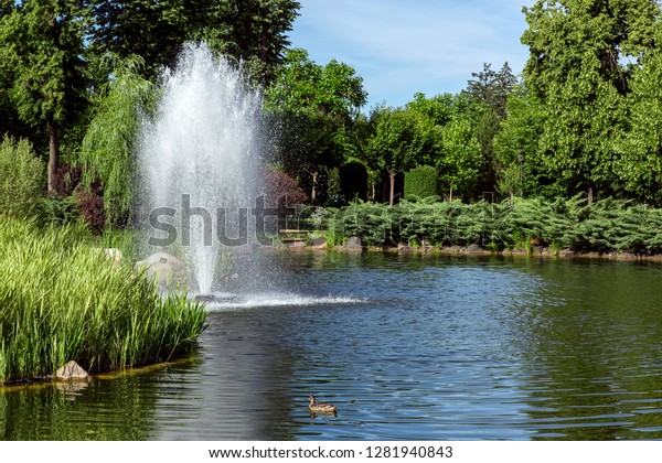 Decorative Pond Floating Duck Reeds Fountain Royalty Free Stock