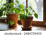 decorative pot plants sitting on side table near window sunlight 