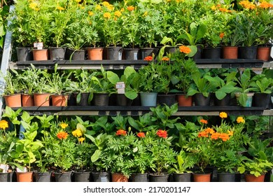 Decorative potted plants are for sale. Garden store with flowers. Seedlings in containers in local market. Flowers delivery for decoration. - Powered by Shutterstock