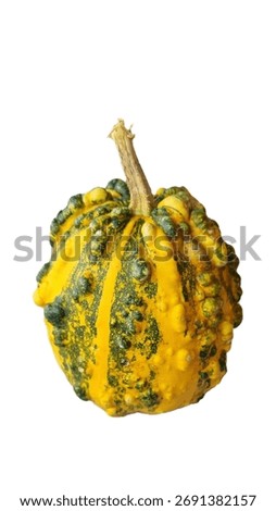 Decorative pumpkin isolated, with a bumpy surface, colored, elongated shape on a white background, Halloween decor isolated.