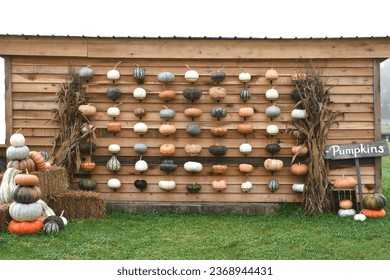 Decorative Pumpkin Wall background at a pumpkin patch farm for photo ops and selfies.