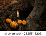 decorative pumpkins and candle in autumn forest, dark abstract nature backdrop. Autumn background. Witchcraft. Magic. esoteric spiritual ritual for mabon, halloween, samhain sabbat. soft focus