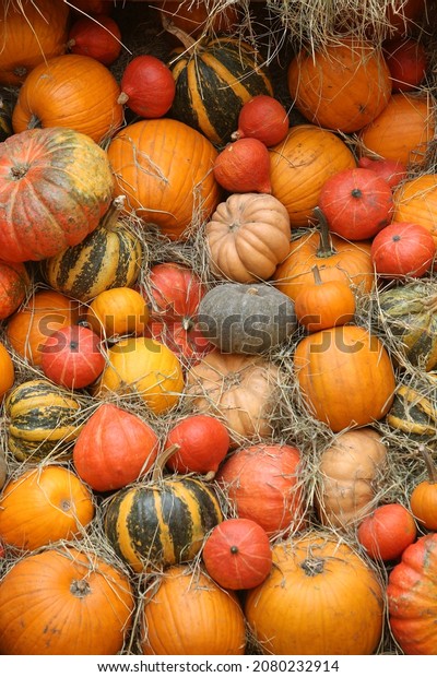 Decorative pumpkins, Halloween decor in Moscow\
city. Harvest, garden decoration in GUM, Moscow city. Shop ornament\
with gourd, orange pumpkin. Halloween pumpkin. Pumpkin decor. Many\
Halloween pumpkins