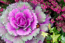 Decorative Purple Cabbage. Blooms Very Beautifully In Autumn And Adorns Flower Beds. Brassica Oleracea Var. Acephala Close-up.