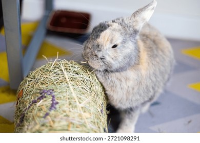 Decorative rabbit eats dry grass, hay. Close-up side view.
