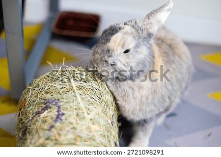 Decorative rabbit eats dry grass, hay. Close-up side view.