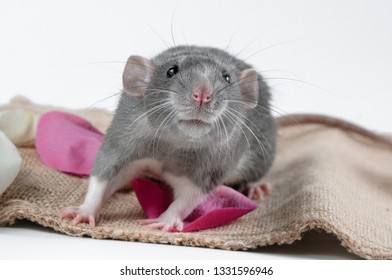 154 Russian blue rat Images, Stock Photos & Vectors | Shutterstock