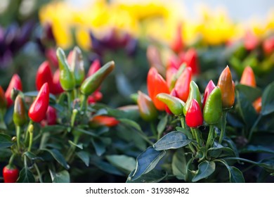 Decorative ripe red and green pepper plants and hot peppers. soft focus