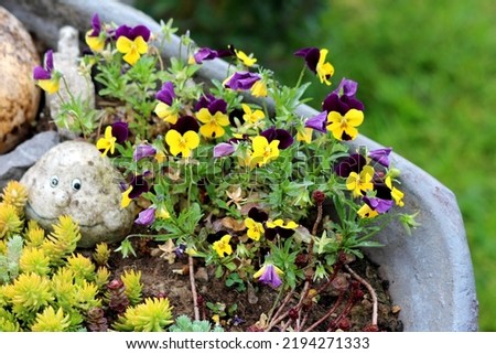 Decorative rock with funny face and carved dry squash next to Sedum or Stonecrop hardy succulent ground cover perennial plants and bunch of Wild pansy or Viola tricolor or Johnny jump up or Heartsease