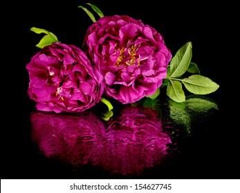 Decorative Rose Flower On A Black Background With Water Drop     