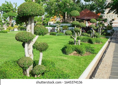 Decorative round shaped topiary trees on green lawn in public park of Wat Arun temple Bangkok, Thailand. Trimming ornamental shrub is very popular landscaping and gardening in Asia.Topiary clipping.
