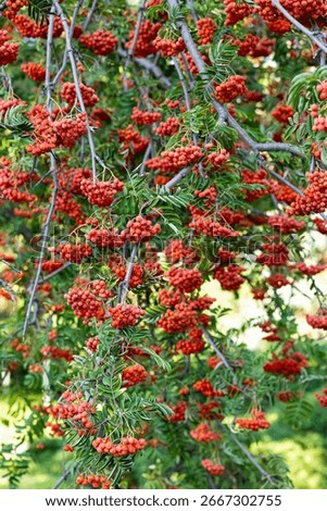 Decorative rowan tree branches full of red berries and green leaves in autumn park, natural ornamental plant for landscape design, symbol of seasonal beauty and botanical inspiration in outdoor garden