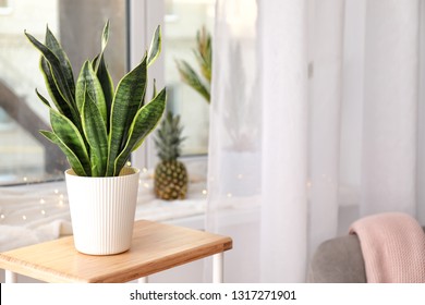 Decorative sansevieria plant on wooden table in room
