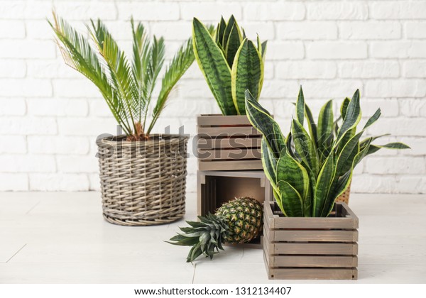 Decorative Sansevieria Plants Pineapple On Floor Royalty Free