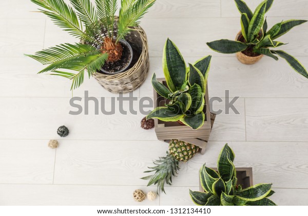 Decorative Sansevieria Plants Pineapple On Floor Stock Photo Edit