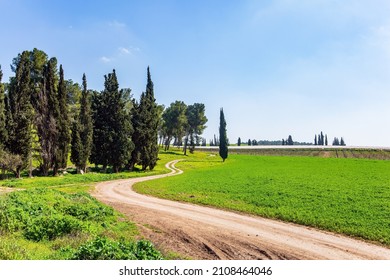 Decorative Scenic Cypress Trees Grow Around The Garden. Warm Sunny February Day. Israel. Wide Dirt Road Crosses A Flowering Meadow