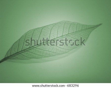 A decorative skeleton leaf
