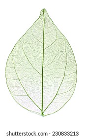 34,966 Translucent Leaves Images, Stock Photos & Vectors | Shutterstock