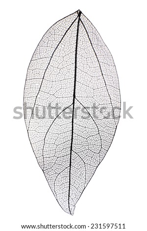 Decorative skeleton leaf isolated on white