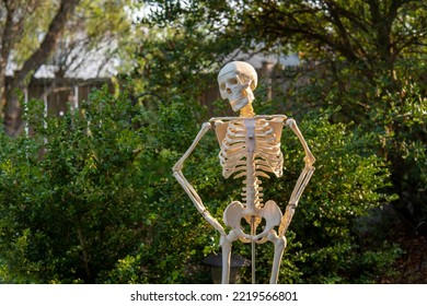 12,776 Skeleton Standing Images, Stock Photos & Vectors | Shutterstock