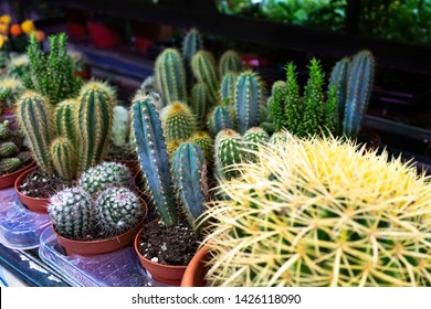 Decorative small and large cacti of different types in pots. Various cacti on the shelf in the center.