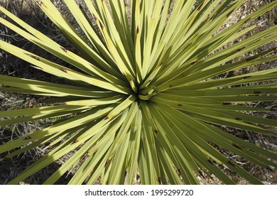 The Decorative Spikes Of A Young Joshua Tree, Growing In The Mojave Desert, Antelope Valley, California