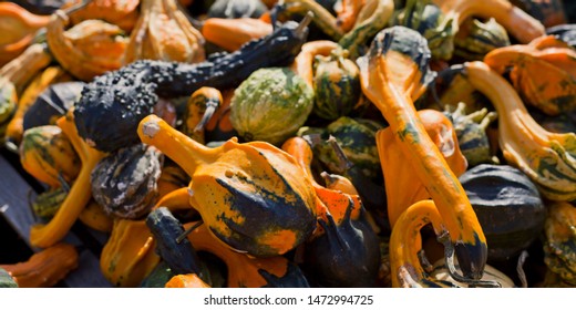 Decorative Gourd Images Stock Photos Vectors Shutterstock