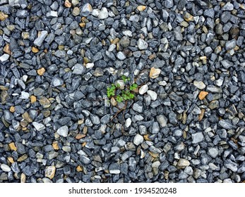 小石 の画像 写真素材 ベクター画像 Shutterstock