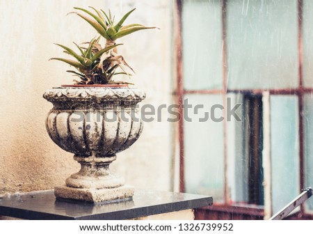 Similar – Image, Stock Photo Flower pots and cacti on one table