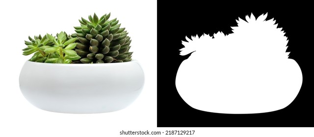 Decorative succulent plant on white pot. Mask included. - Shutterstock ID 2187129217