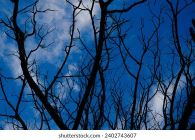 decorative texture with tree branches without leaves with moon                 