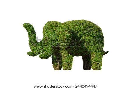 Decorative Topiary Tree in Elephant Shaped Isolated on white background with Clipping Path for Gardening Design