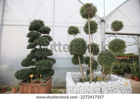 Decorative trimmed small trees in a greenhouse.