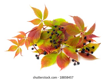 decorative twisted plant liane wild grapes maiden on white background