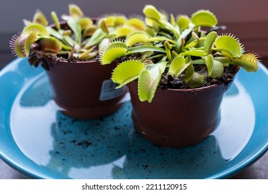 decorative venus flytrap in a pot with moist soil filled with water
