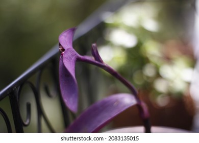 Decorative Wandering Jew Plant Macro