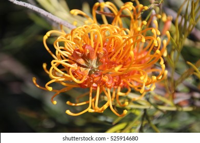 Decorative West Australian Native Wild Flower Grevillea Species  Cultivar In Early Spring Bloom Attracts Birds And Bees To The Home Garden Or Bush Lands With Ornamental Spikes Of Color.