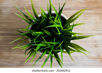 Decorative Wheatgrass Plant In White Flower Pot, Top View