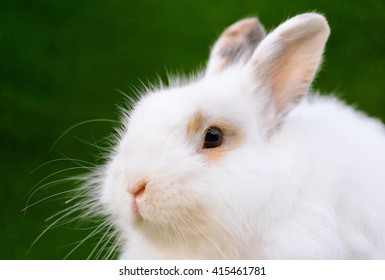 アンゴラウサギ の写真素材 画像 写真 Shutterstock